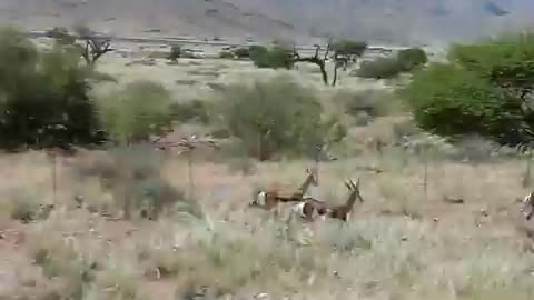 Springbuck race in Namibia