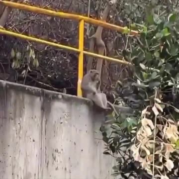 This monkey is having a time of his life