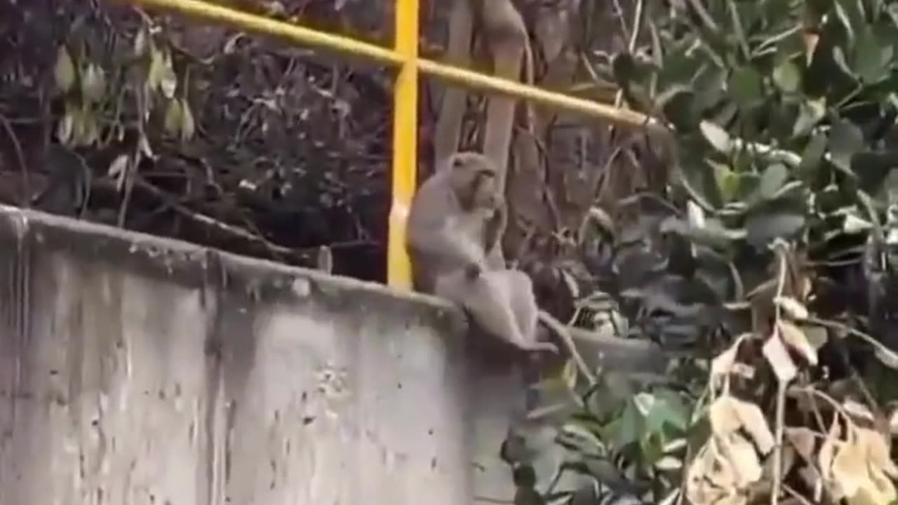 This monkey is having a time of his life