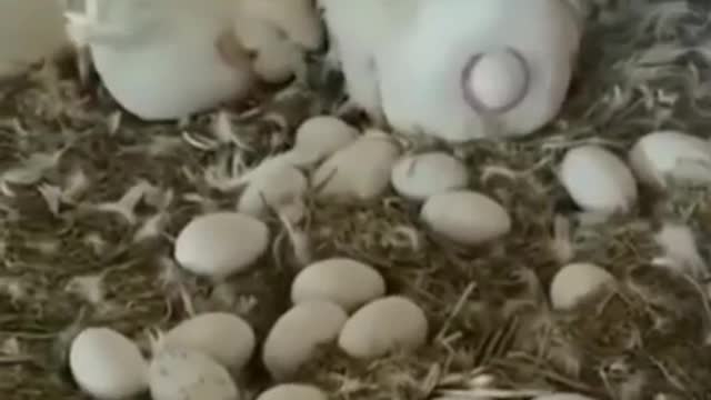 See how the duck giving egg