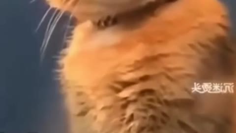 Cat Funny video🤣🤣