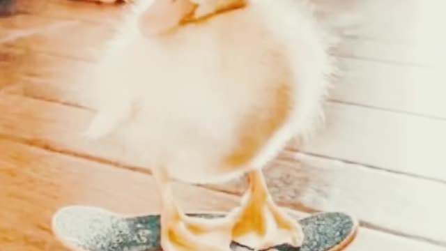 ✨☺︎︎Here are some funny animals that will make u laugh☺︎︎✨