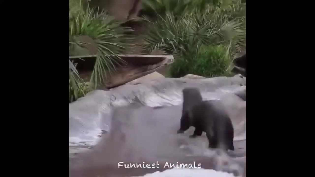 Best Funny Animal Videos of the year 2024, funniest animals ever relax with cute animals video