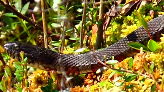 Water Snake