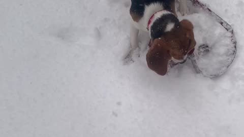 Beagle plays in the snow