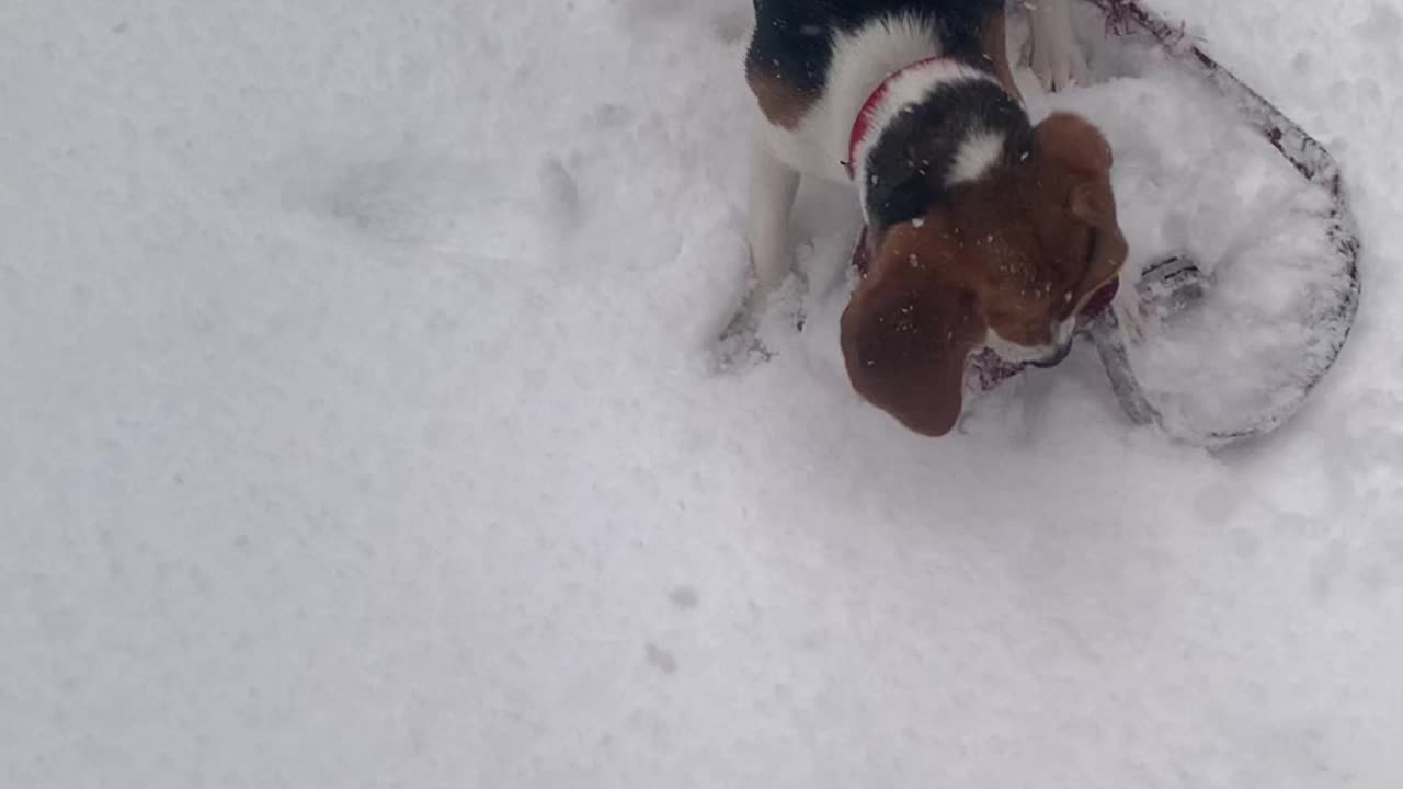 Beagle plays in the snow