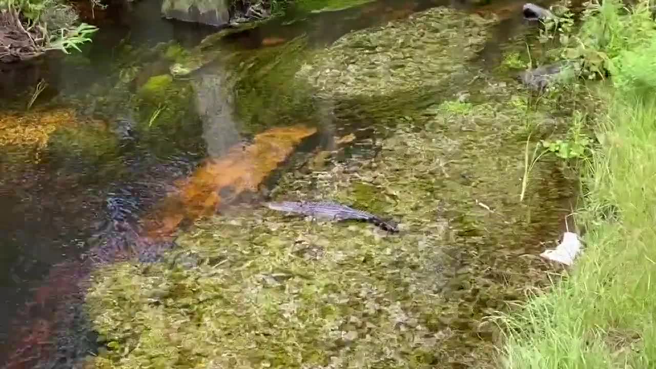 Florida funny alligator