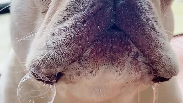 French bulldog drooling after seeing food