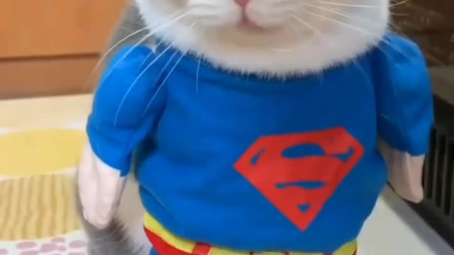 Superman Clothes by Cat 😸