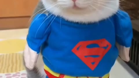 Superman Clothes by Cat 😸