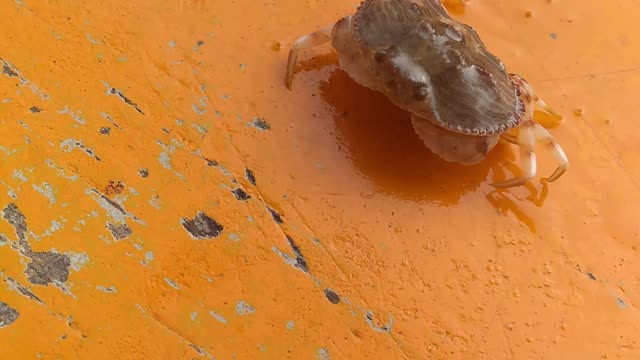 Crab Speed