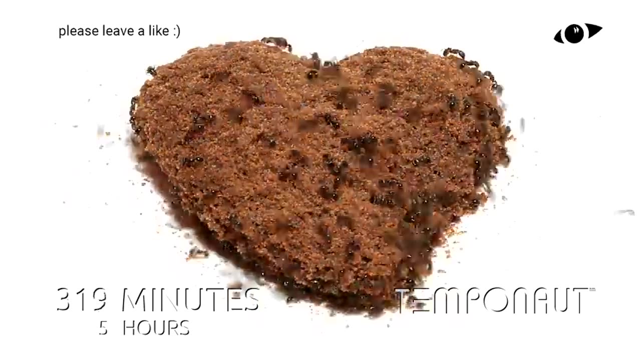 Ants Eating Choco Heart Cookie