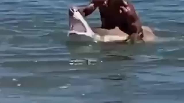 This Brave Man Handling Shark With Bare Hands ,Very Unusual Video