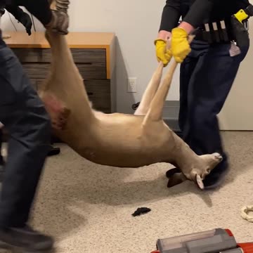 Oh deer! Wild deer crashes through Texas homeowner's kitchen causing chaos