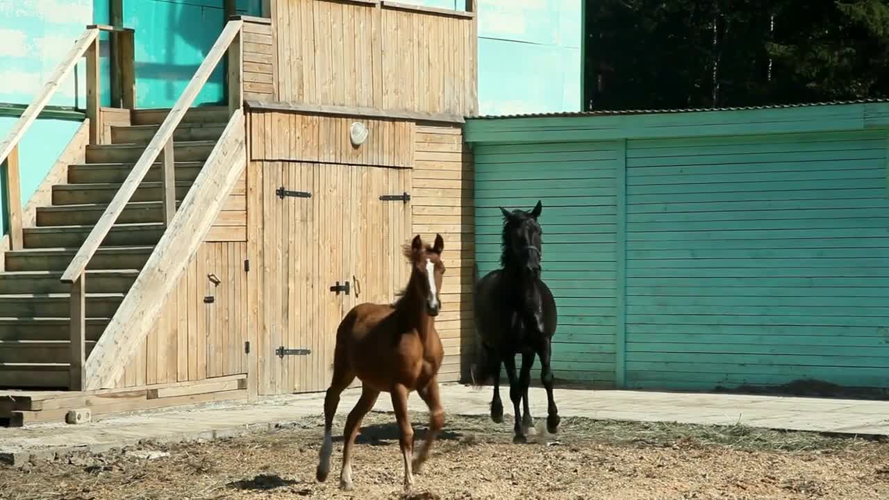 A black horse and a brown foal are having fun at the ranch on a clear summer day in the fresh air