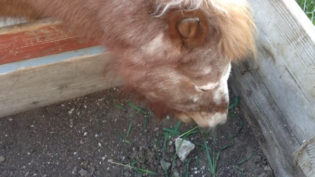 mini horse getting a treat