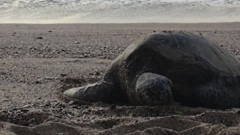 Sunset with a Sea Turtle