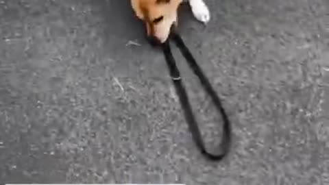 Other's dogs vs My dog
