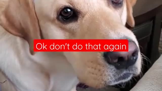 Dog Hates it When Disturbed During Sleeping