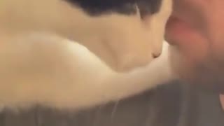 Funny and Cute Cats Videos #160 │ Gadis Sekarwangi