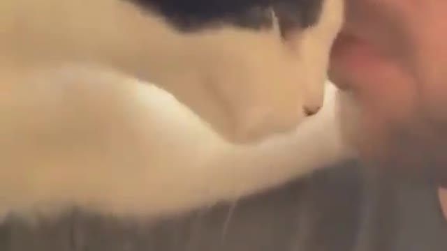 Funny and Cute Cats Videos #160 │ Gadis Sekarwangi