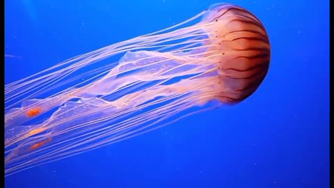 Jellyfish dance to music 🐠🐙🎶🎶