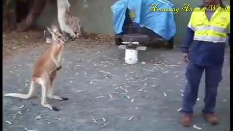 Fighting a kangaroo with a man.