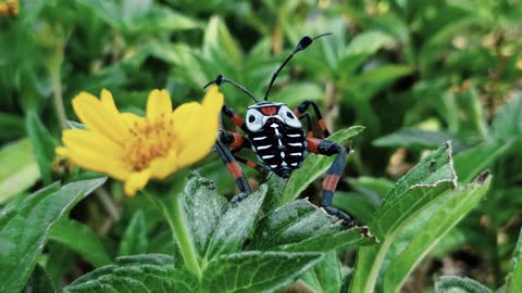 A dark, white and orange bug close to a bloom