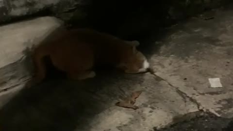The cat we met on the street is acting cute!!!!!!!