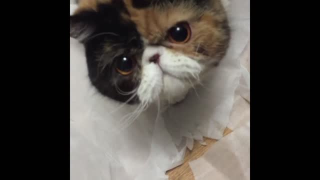 🐱Cute and Funny Cat Videos to Keep You Smiling!