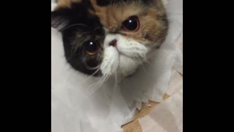 🐱Cute and Funny Cat Videos to Keep You Smiling!
