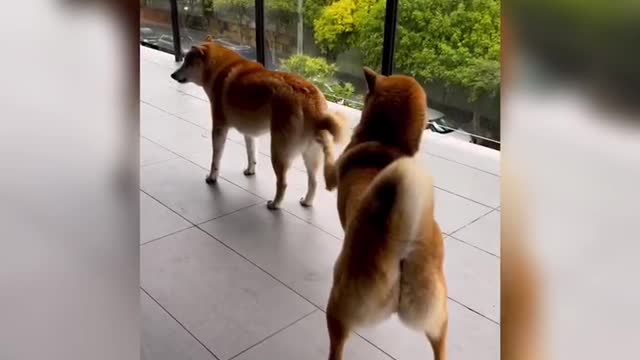 The dog brother became interested in his brother's tail.