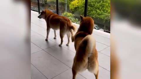 The dog brother became interested in his brother's tail.