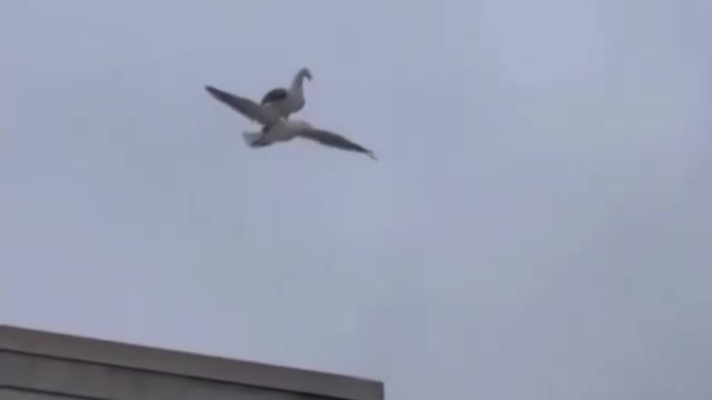 Beautiful Bird flying in sky