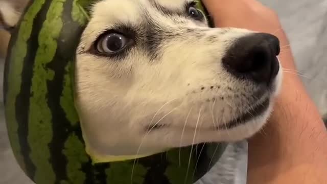 Husky wearing a hat