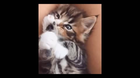 Cats go on the cuteness offensive