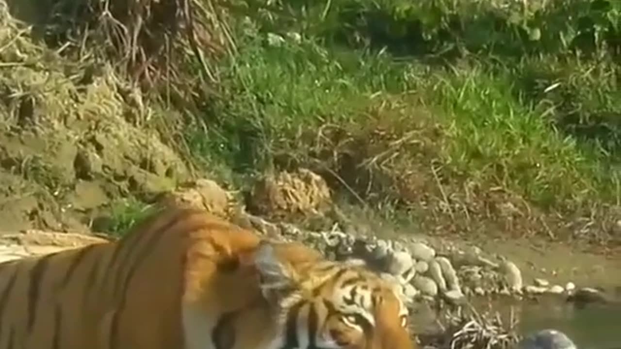 Tiger 🐯 attacking deer 🦌!