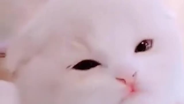 Cute cat expression. Are you sure you don't want to see it?
