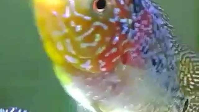 louhan Fish / Flowerhorn