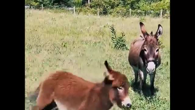 Lovely ponies