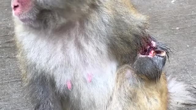 Life of Monkeys with Banana