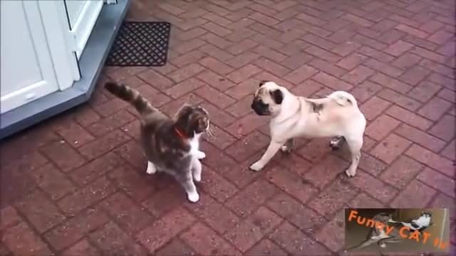 Cats and Dogs Meet For The First Time