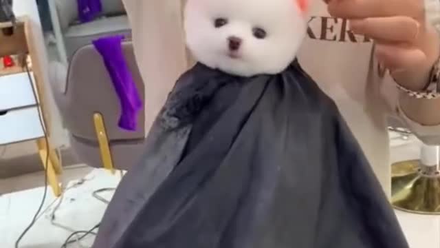 Cute and funny dog hear cutting