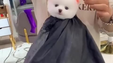 Cute and funny dog hear cutting