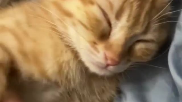 Will a cat be angry when you disturb his sleep?