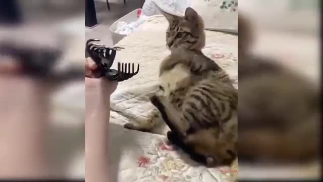 Dog cat funny video Cat dog funny video