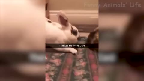 Best Funny Animal Videos Of The 2022 🤣