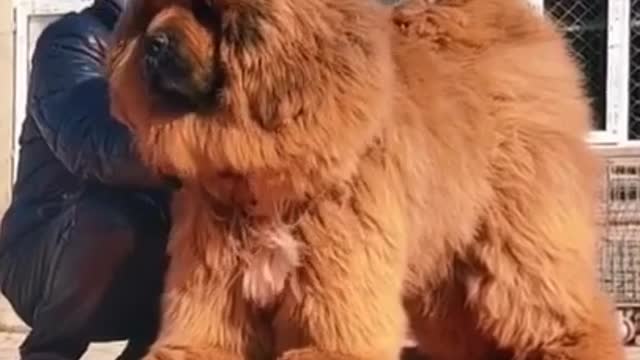 Baby Dogs 🐶 Cute and Funny Dog Videos Puppy Dogs
