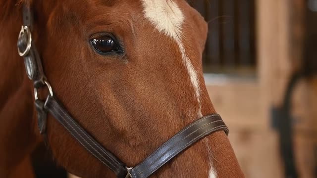 Wonderful horse mustang