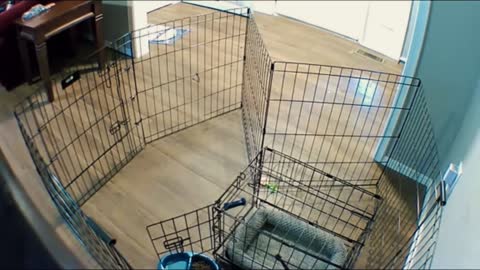 Look at the smart dog, how to get out of the fence